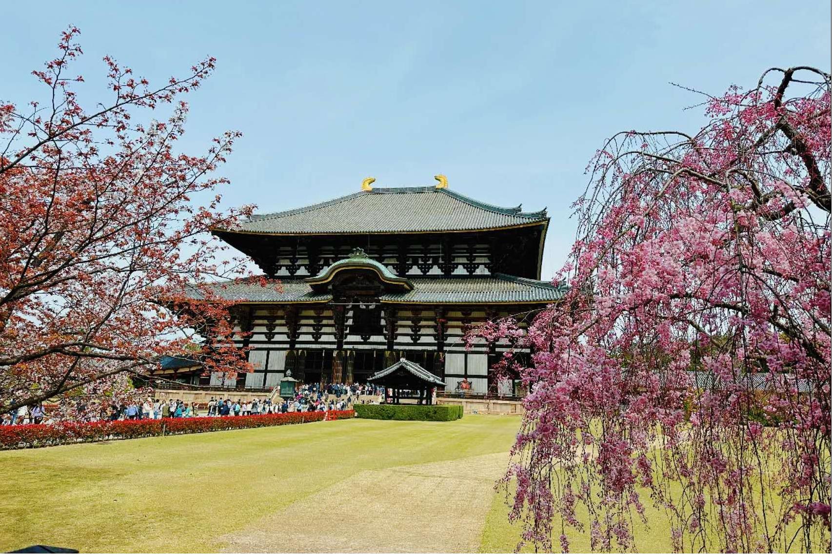 Filipino Family cherry blossom tour in Kansai region